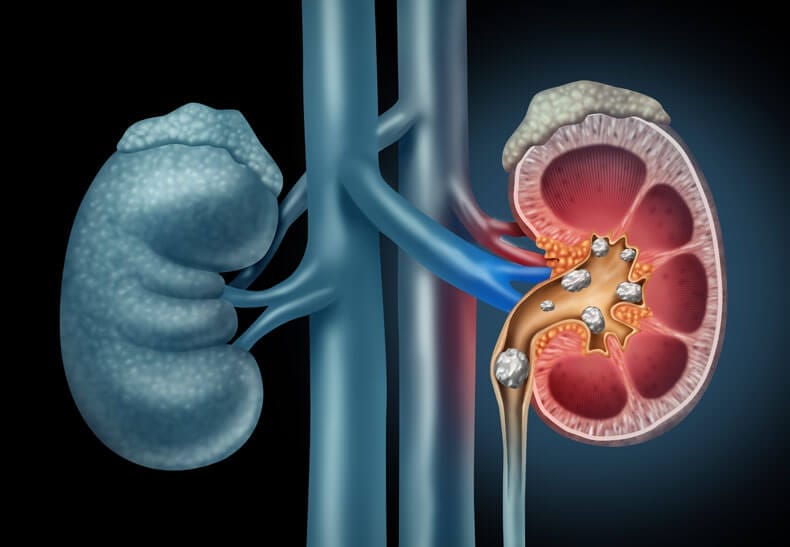 Urinary system