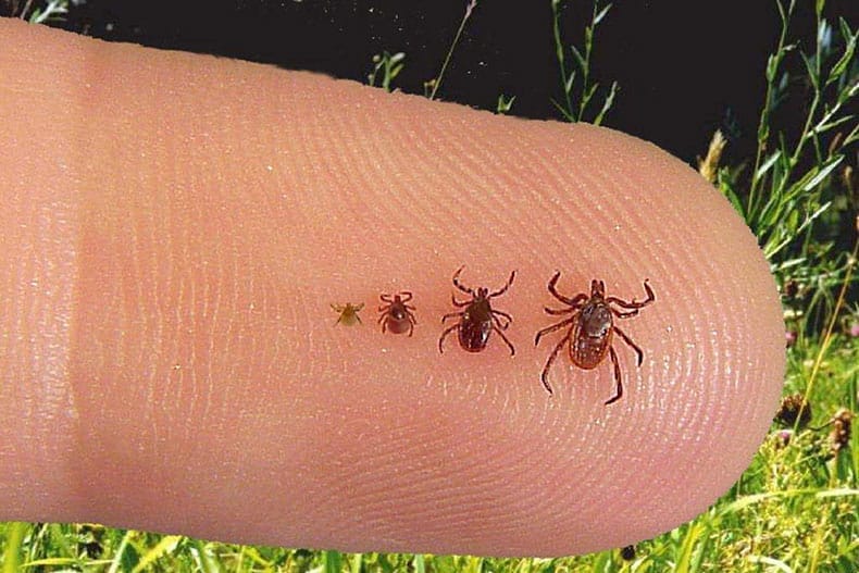 Lyme Disease Treatment Guide