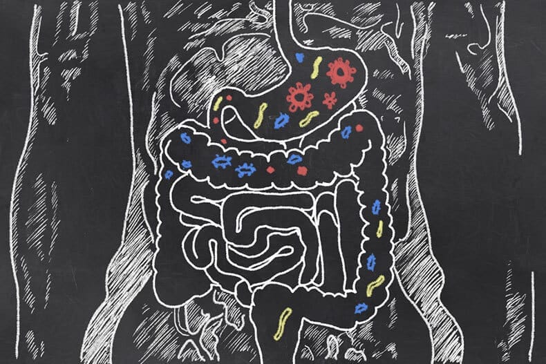 Gut Health / Gastrointestinal System Disorders