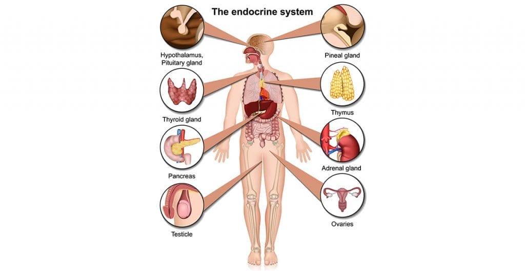 endocrine system