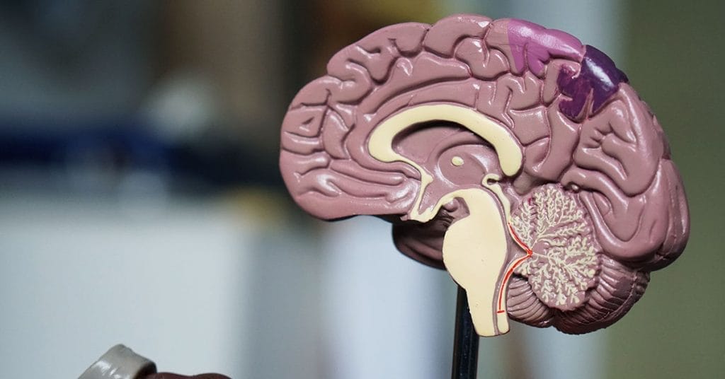 gut brain connection